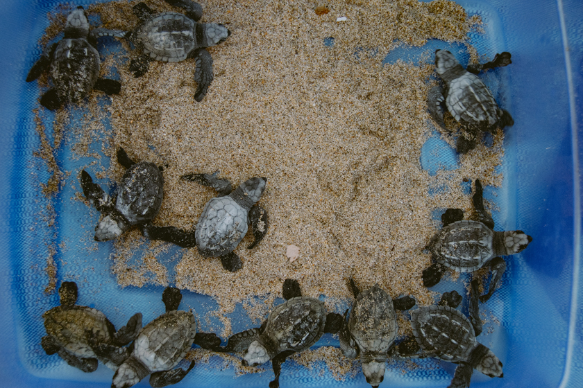 Actividades Puerto Dreams en Puerto Escondido